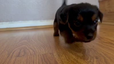 Daisy , a female Yorkshire Terrier for sale in Oxnard, CA – 4 of 4