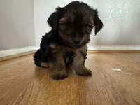 Brownie , a male Yorkshire Terrier for sale in Oxnard, CA – 2 of 5