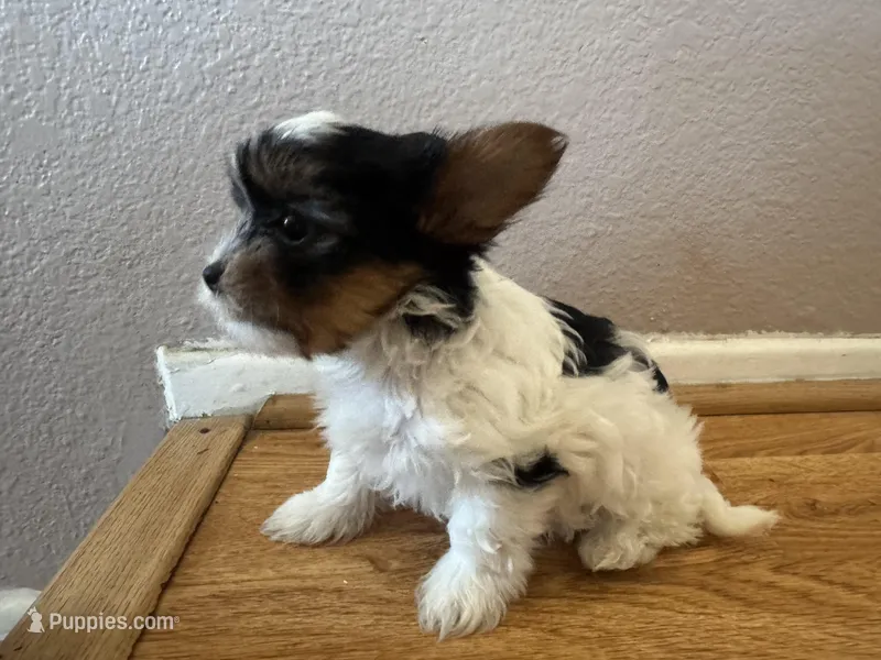Luna, a female Yorkshire Terrier for sale in Oxnard, CA – Photo 1 of 5