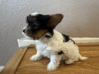 Luna, a female Yorkshire Terrier for sale in Oxnard, CA – Photo 1 of 5