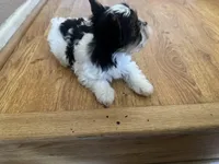 Luna, a female Yorkshire Terrier for sale in Oxnard, CA – Photo 4 of 5