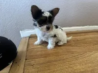 Luna, a female Yorkshire Terrier for sale in Oxnard, CA – Photo 3 of 5