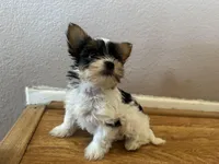 Luna, a female Yorkshire Terrier for sale in Oxnard, CA – Photo 2 of 5
