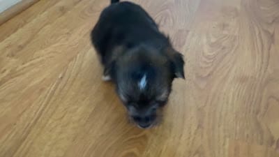 Butter cup , a female Yorkshire Terrier for sale in Oxnard, CA – 4 of 4