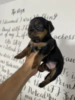 Daisy , a female Yorkshire Terrier for sale in Oxnard, CA – 3 of 4