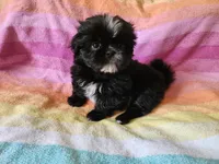 AKC CONNOR 💙📫💎, a male Shih Tzu for sale in Charlotte, NC – 6 of 9