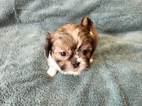 AKC BELLA 🎀🔮🪁, a female Shih Tzu for sale in Charlotte, NC – 6 of 10