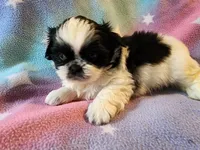 AKC INDY 🍎🍭🎂, a female Shih Tzu for sale in Charlotte, NC – 4 of 10