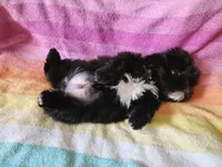 AKC CONNOR 💙📫💎, a male Shih Tzu for sale in Charlotte, NC – 2 of 9