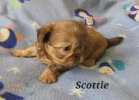 AKC Scottie ⚽️ 🏓 💙, a male Shih Tzu for sale in Charlotte, NC – 6 of 10
