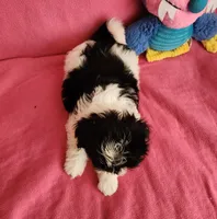 AKC BAILEY 💙💓♥️, a female Shih Tzu for sale in Charlotte, NC – 6 of 10