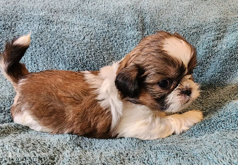 AKC LOKI 🎈🎁 – Shih Tzu puppy for sale in Charlotte, NC