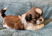 AKC LOKI 🎈🎁, a male Shih Tzu for sale in Charlotte, NC – 1 of 10