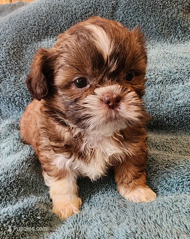 AKC LAILA🪀♥️ – Shih Tzu puppy for sale in Charlotte, NC