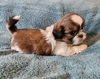 AKC LOKI 🎈🎁, a male Shih Tzu for sale in Charlotte, NC – 9 of 10