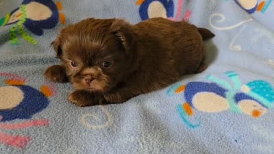 AKC Micah 🎉🏈🪀, a male Shih Tzu for sale in Charlotte, NC – 10 of 10