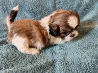 AKC LOKI 🎈🎁, a male Shih Tzu for sale in Charlotte, NC – 10 of 10