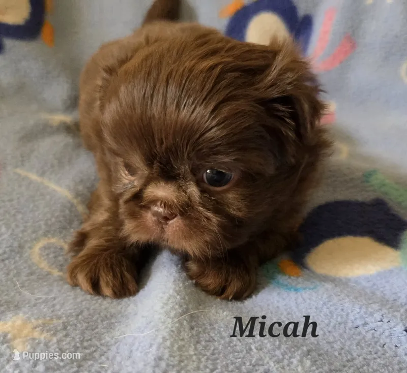 AKC Micah 🎉🏈🪀 – Shih Tzu puppy for sale in Charlotte, NC