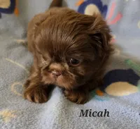 AKC Micah 🎉🏈🪀, a male Shih Tzu for sale in Charlotte, NC – 1 of 10