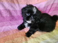 AKC CONNOR 💙📫💎, a male Shih Tzu for sale in Charlotte, NC – 8 of 9