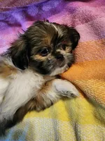 AKC BELLA 🎀🔮🪁, a female Shih Tzu for sale in Charlotte, NC – 9 of 10