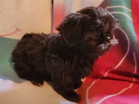 🎈AKC SOLID CHOCOLATE LILLY 🍫 😍 , a female Shih Tzu for sale in Charlotte, NC – 3 of 10
