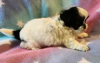 AKC INDY 🍎🍭🎂, a female Shih Tzu for sale in Charlotte, NC – 10 of 10