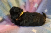 AKC JASMINE 💙💓♥️, a female Shih Tzu for sale in Charlotte, NC – 5 of 10