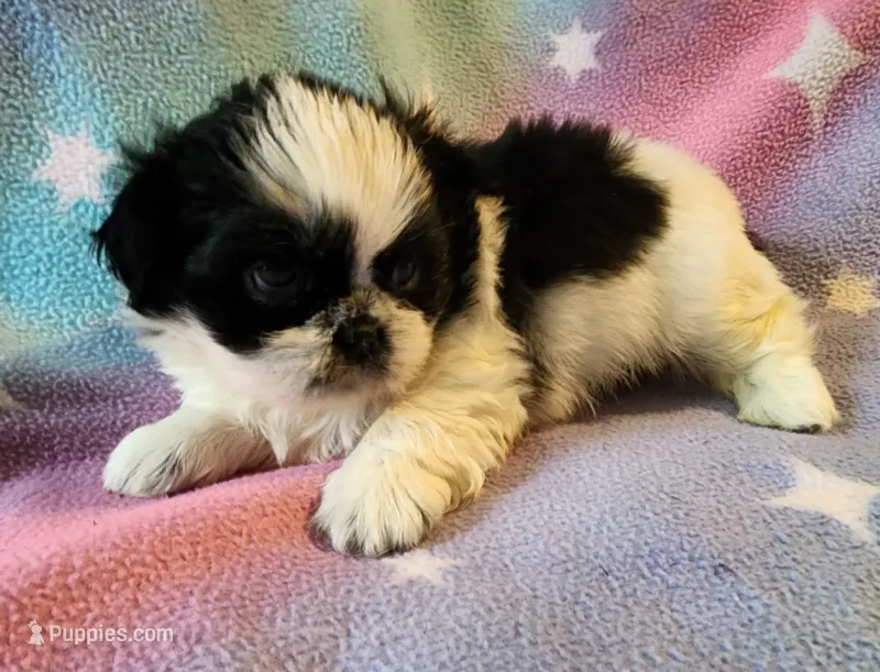 AKC INDY 🍎🍭🎂 – Shih Tzu puppy for sale in Charlotte, NC