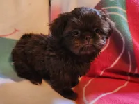 🎈AKC SOLID CHOCOLATE LILLY 🍫 😍 , a female Shih Tzu for sale in Charlotte, NC – 8 of 10