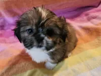 AKC BELLA 🎀🔮🪁, a female Shih Tzu for sale in Charlotte, NC – 1 of 10