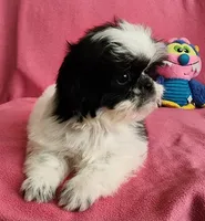 AKC INDY 🍎🍭🎂, a female Shih Tzu for sale in Charlotte, NC – 10 of 10
