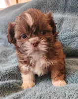AKC LAILA🪀♥️, a female Shih Tzu for sale in Charlotte, NC – 2 of 10