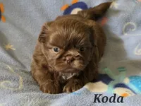 AKC Koda💜🐾🎁, a male Shih Tzu for sale in Charlotte, NC – 4 of 10