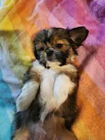 AKC BELLA 🎀🔮🪁, a female Shih Tzu for sale in Charlotte, NC – 5 of 10
