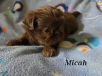 AKC Micah 🎉🏈🪀, a male Shih Tzu for sale in Charlotte, NC – 7 of 10