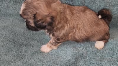 AKC MAX ⚽️🏓, a male Shih Tzu for sale in Charlotte, NC – 9 of 10