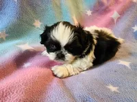 AKC INDY 🍎🍭🎂, a female Shih Tzu for sale in Charlotte, NC – 6 of 10