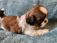 AKC LOKI 🎈🎁, a male Shih Tzu for sale in Charlotte, NC – 5 of 10