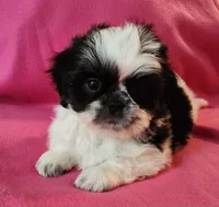 AKC INDY 🍎🍭🎂, a female Shih Tzu for sale in Charlotte, NC – 5 of 10