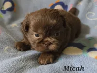 AKC Micah 🎉🏈🪀, a male Shih Tzu for sale in Charlotte, NC – 3 of 10