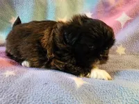 AKC DAISY 🍿🍇🍓, a female Shih Tzu for sale in Charlotte, NC – 4 of 10