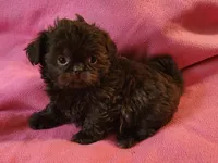 AKC LILLY 💙💓♥️, a female Shih Tzu for sale in Charlotte, NC – 5 of 10