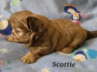AKC Scottie ⚽️ 🏓 💙, a male Shih Tzu for sale in Charlotte, NC – 7 of 10