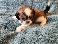 AKC LOKI 🎈🎁, a male Shih Tzu for sale in Charlotte, NC – 8 of 10