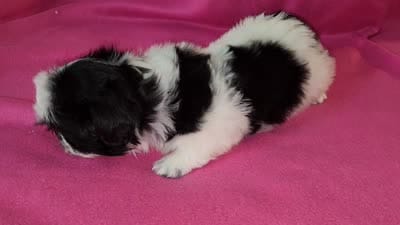 AKC INDY 🍎🍭🎂, a female Shih Tzu for sale in Charlotte, NC – 9 of 10