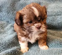 AKC LAILA🪀♥️, a female Shih Tzu for sale in Charlotte, NC – 4 of 10