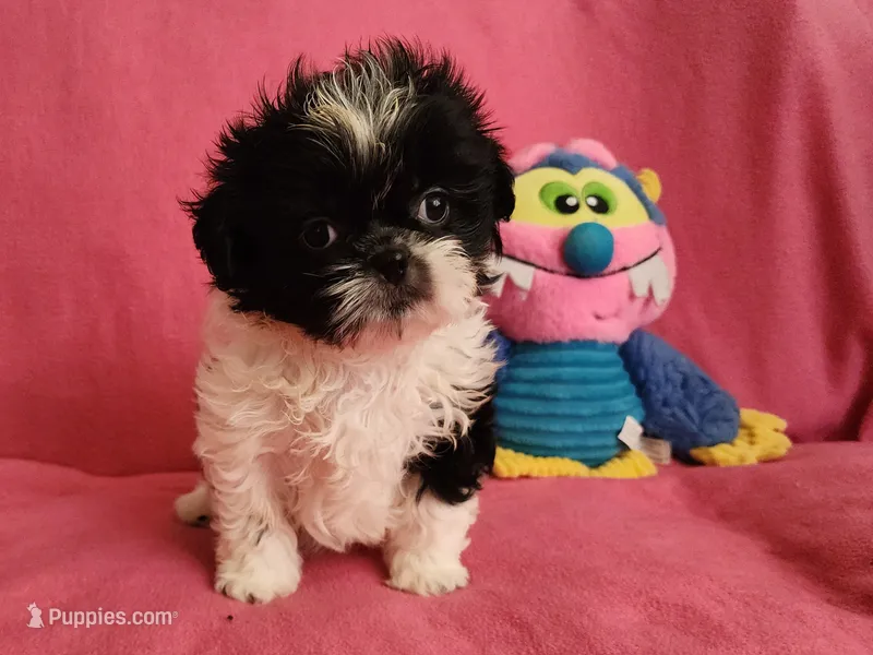 AKC BAILEY 💙💓♥️ – Shih Tzu puppy for sale in Charlotte, NC
