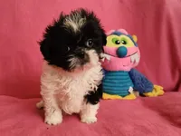 AKC BAILEY 💙💓♥️, a female Shih Tzu for sale in Charlotte, NC – 1 of 10