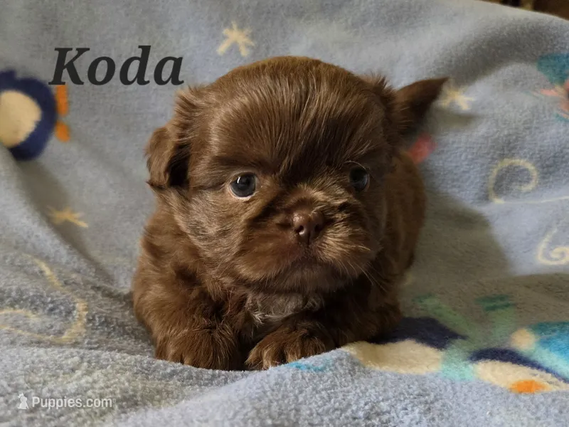 AKC Koda💜🐾🎁 – Shih Tzu puppy for sale in Charlotte, NC